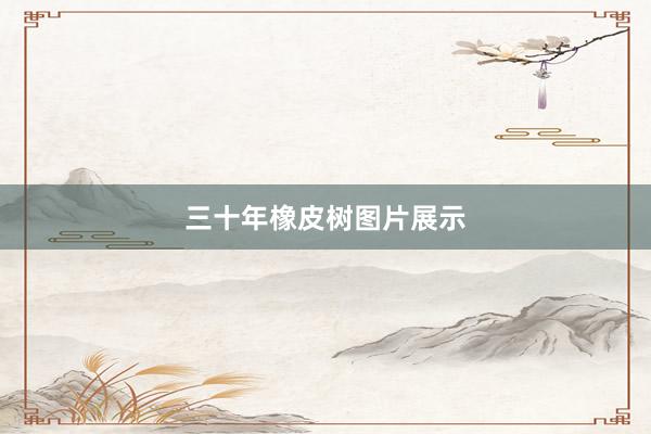 三十年橡皮树图片展示